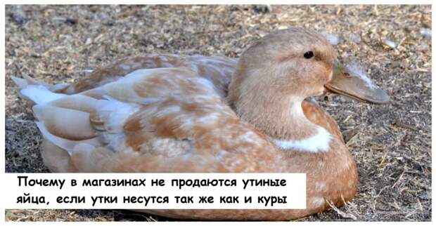 Почему в магазинах не продаются утиные яйца, если утки несутся так же как и куры