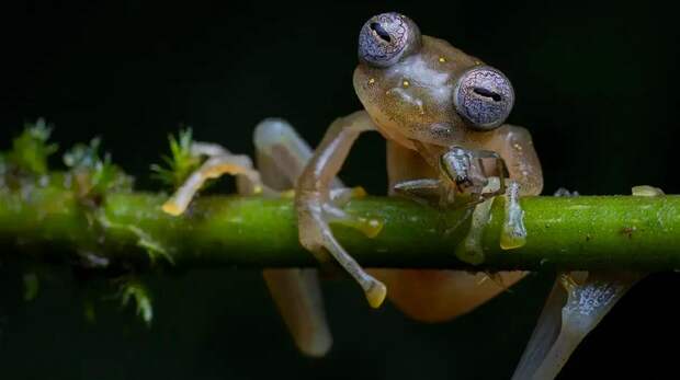 12 самых смешных фото лягушек в мире — победителей Wildlife Photographer of the Year и финалистов Comedy Wildlife Photo Awards за всю историю конкурсов
