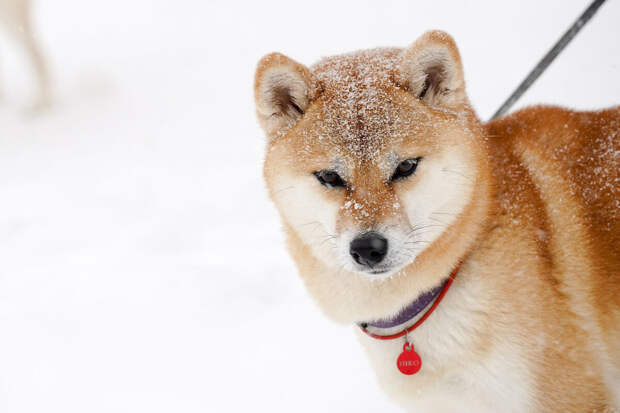 РИА Новости: за неправильный выгул питомца грозит штраф до 30 тысяч рублей