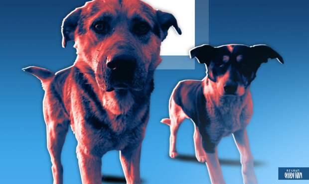 Две собаки уплыли на оторвавшейся льдине на Камчатке, их спасение сняли на видео