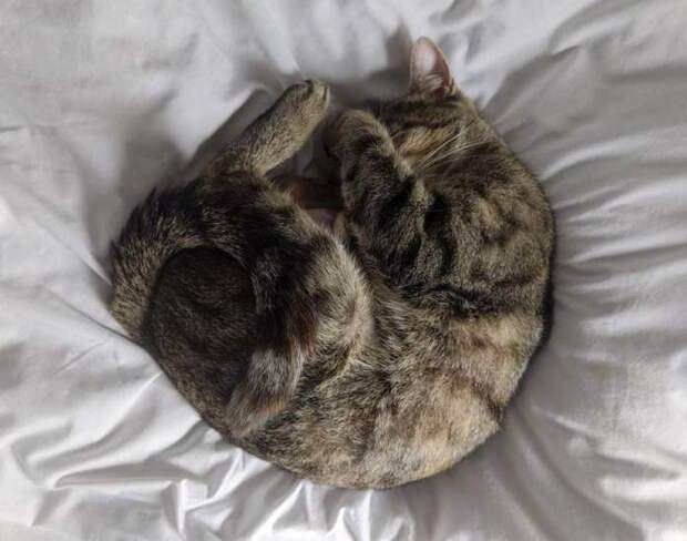 Без кота и жизнь не та