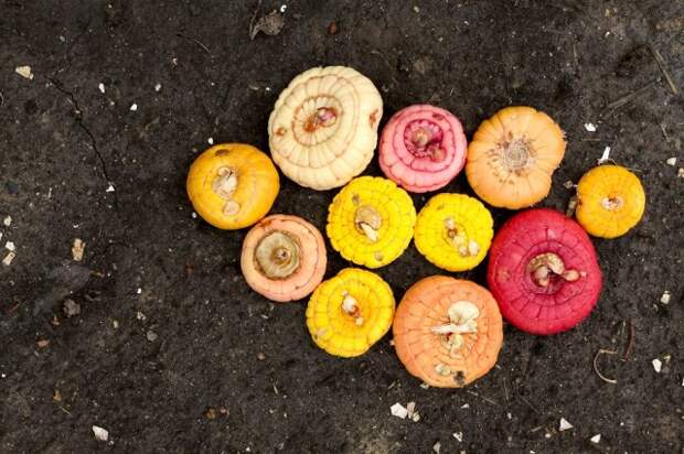 Gladiolus bulbs on soil