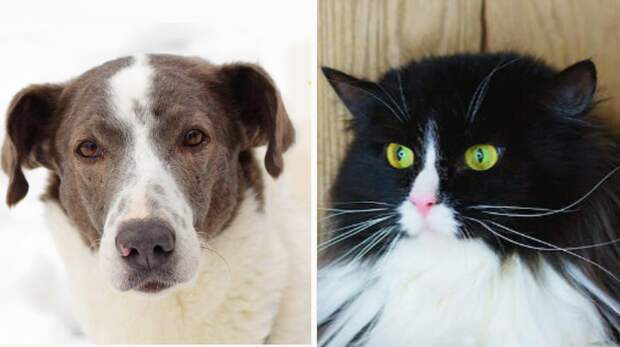 Котопёс недели: возьмите из приюта мегакошку Чинару или суперсобаку Майло