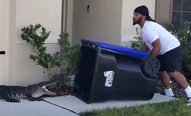 Мужчина увидел крокодила у порога и решил поймать его с помощью мусорного бака: видео