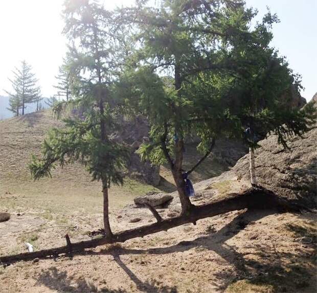 The Tree Fell, But The Branches Grew Into Trees The Tree Fell, But The Branches Grew Into Trees