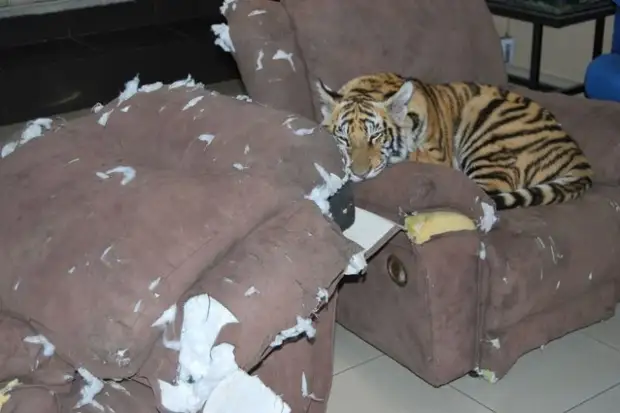 Большие домашние кошки