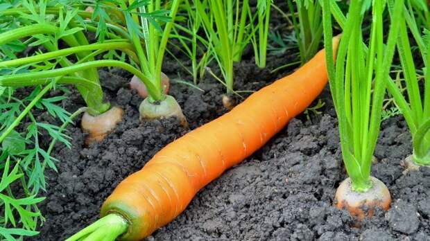 Простой раствор сразу подтолкнет морковь к росту – просто полейте грядку этим раствором в июле