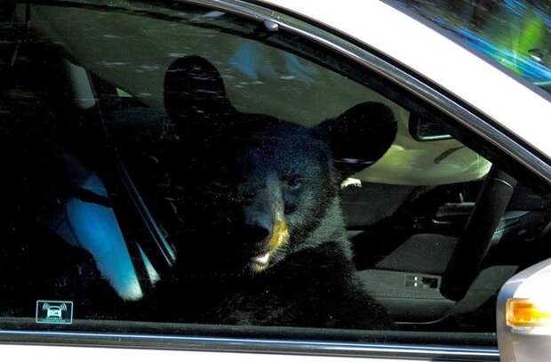 Медведь похозяйничал в автомобиле американца