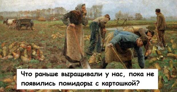 Что раньше выращивали у нас, пока не появились помидоры с картошкой