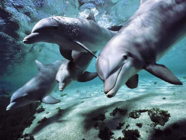 Как спит дельфин: удивительные способности млекопитающих