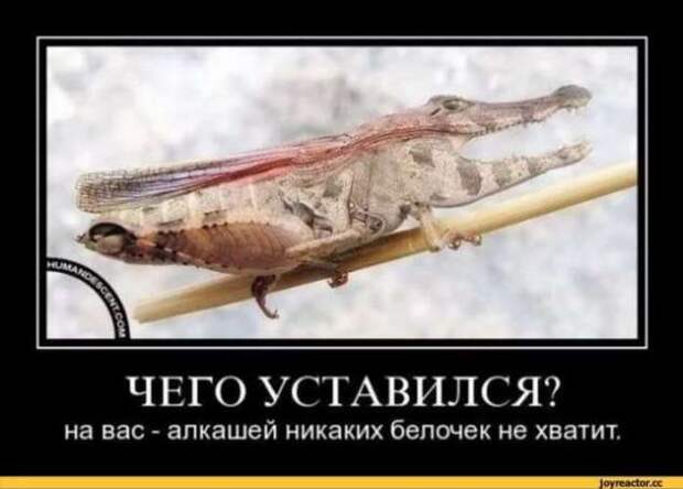 Прикольные демотиваторы с надписями. Подборка chert-poberi-dem-chert-poberi-dem-32360623082020-10 картинка chert-poberi-dem-32360623082020-10