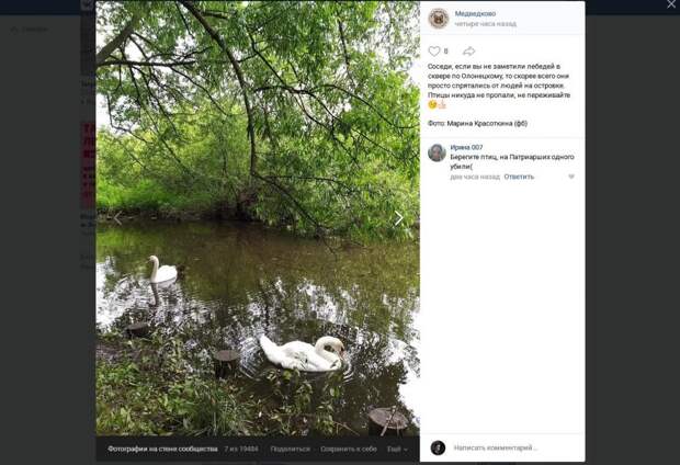 Лебеди в сквере по Олонецкому проезду нашлись