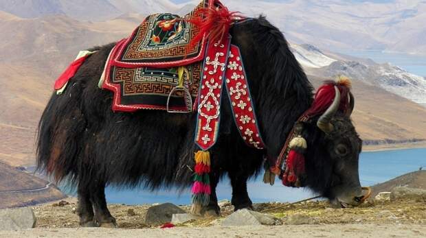 Яки — уникальные животные, без которых невозможна жизнь в Тибете