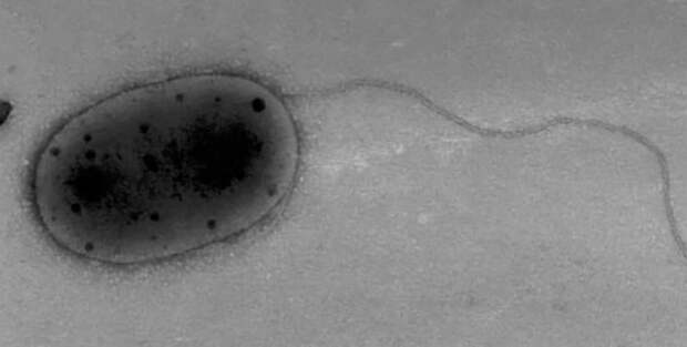 На МКС обнаружены неизвестные науке микробы