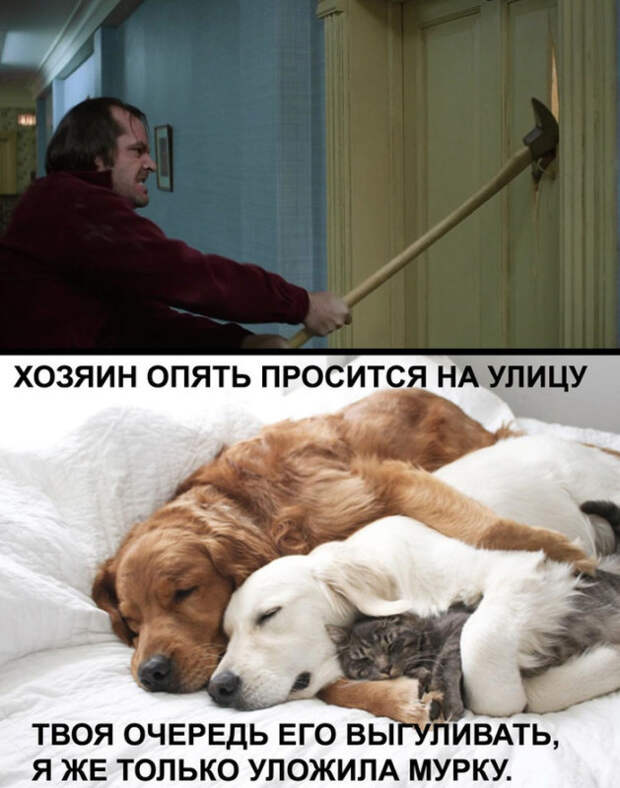 животные устали
