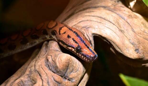 Фото: Змея радужный удав