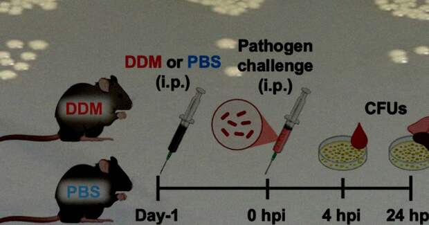 Лаурилмальтозид спас грызунов от смертельных инфекций и гриппа