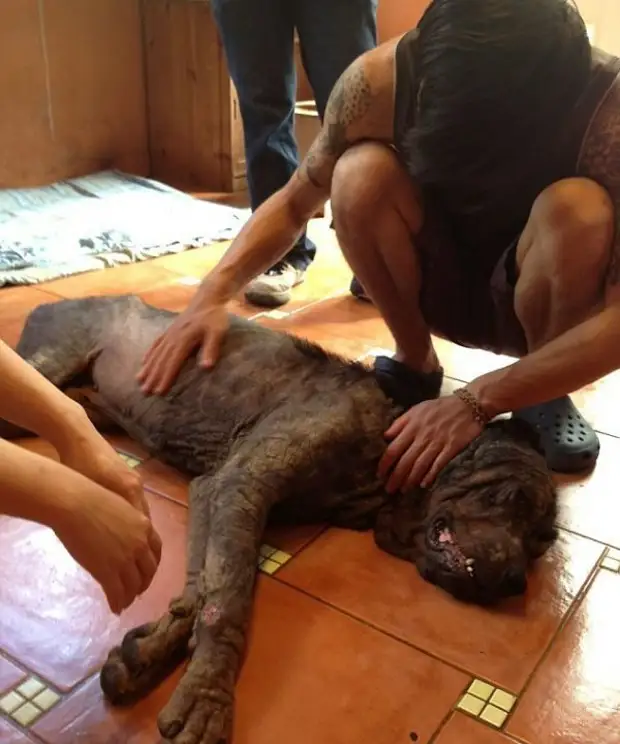 Ротвейлеру не дали умереть