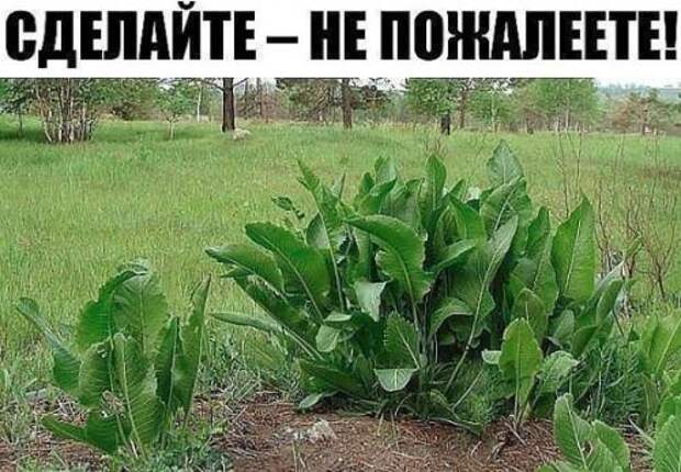 Xpeн - eдинственное растeние, cпособное вытягивать coль чepeз поры кожи. Xpeн - eдинственное растeние, cпособное вытягивать coль чepeз поры кожи.