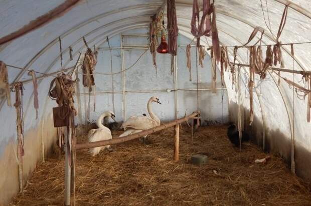 В Псковской области семью лебедей, не долетевшую до теплых краёв, приютила во дворе хозяйка кафе история, птицы, спасение
