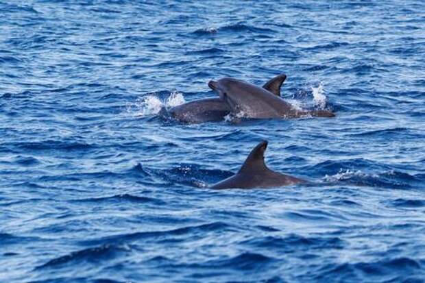 Под Анапой нашли десятки мёртвых дельфинов: виной может быть давний разлив мазута