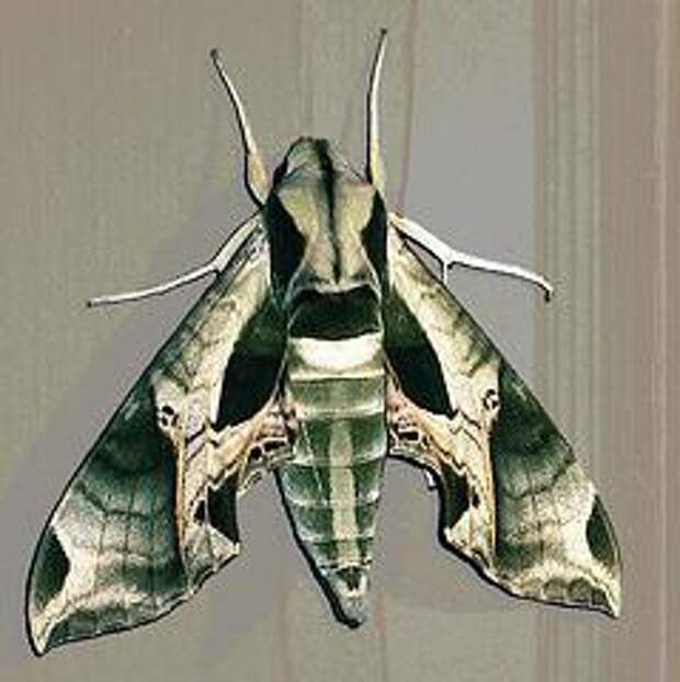 Кем на самом деле является насекомое, похожее на колибри?