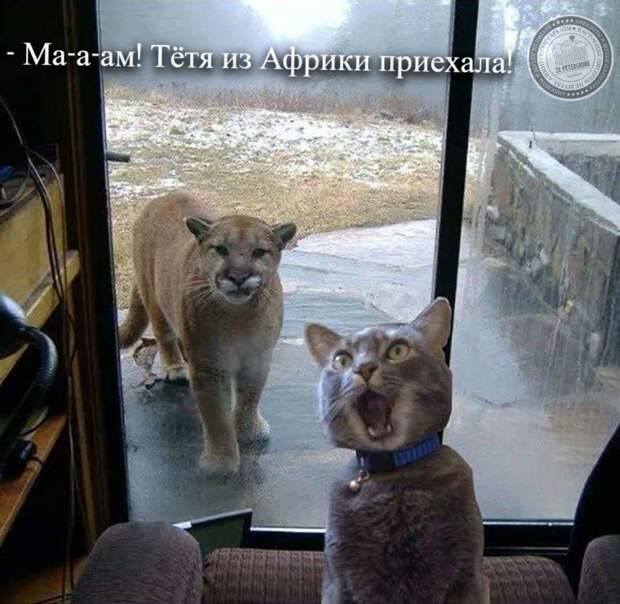 Тётя приехала