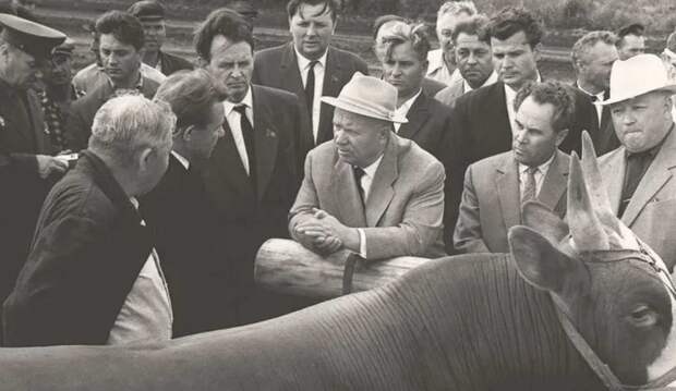 Как хрущёвский волюнтаризм привёл к погрому животноводства в РСФСР