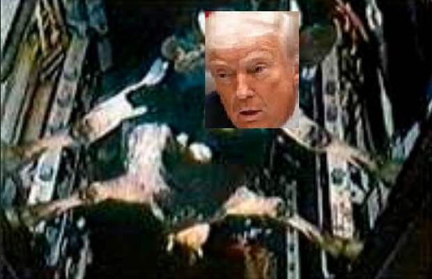 Корова в бомболюке