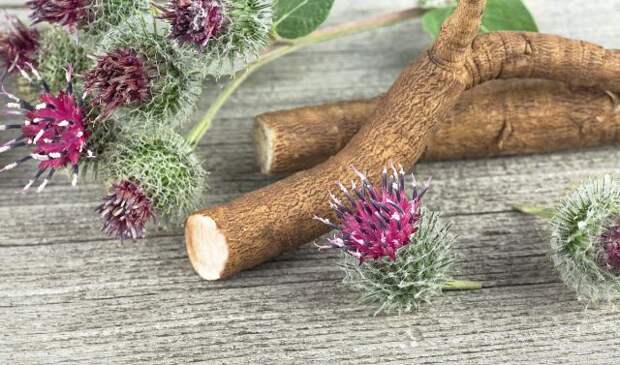 Корни лопуха большого (Arctium lappa) готовы есть не все, он для нас такой же сорняк, как и цикорий. А вот японцы едят и нахваливают.