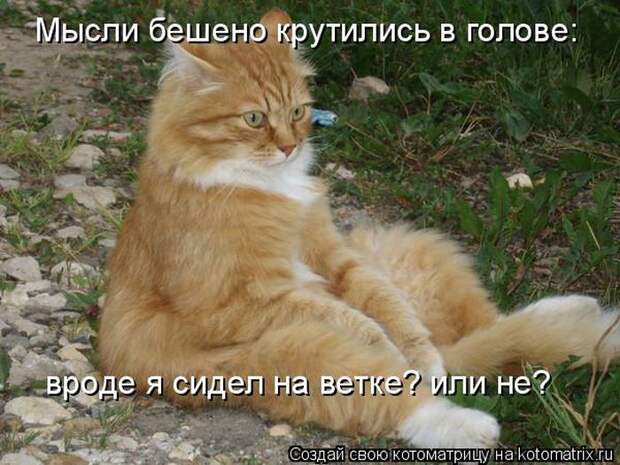 Лучшие котоматрицы недели Лучшие котоматрицы недели