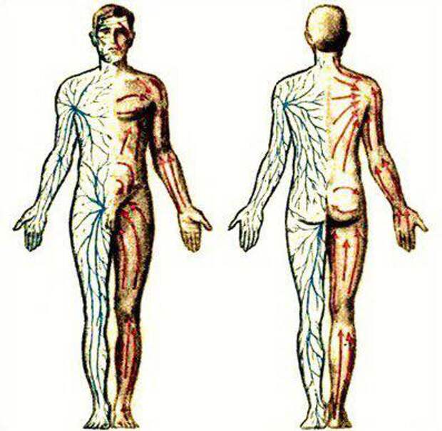 Поток лимфы в организме схема