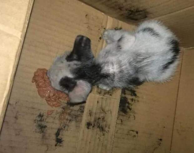 Больной котёнок