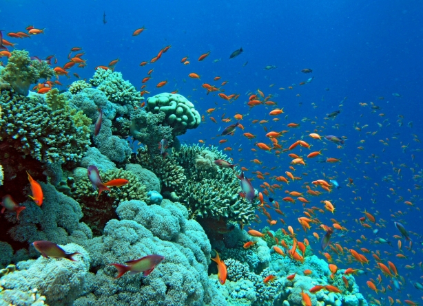red-sea