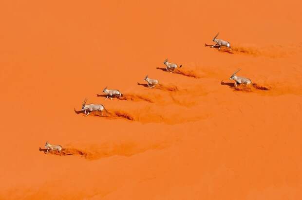 Небольшое стадо газелей бежит через красные песчаные дюны в Национальном парке Namib-Naukluft (Намибия). Автор: Marsel van Oosten.