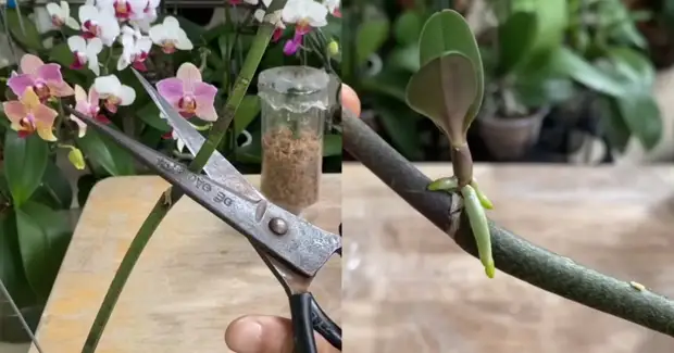 Что потребуется для вышивки орхидеи из бисера