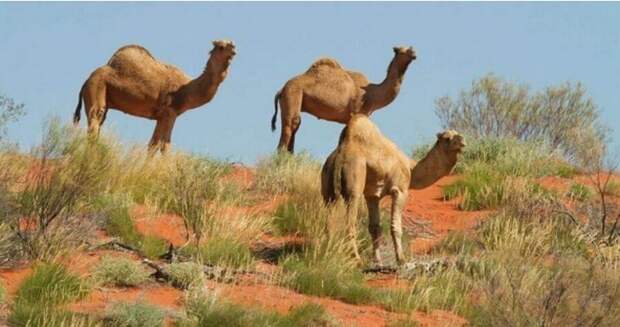 В Австралии будут убивать верблюдов- слишком много пьют!