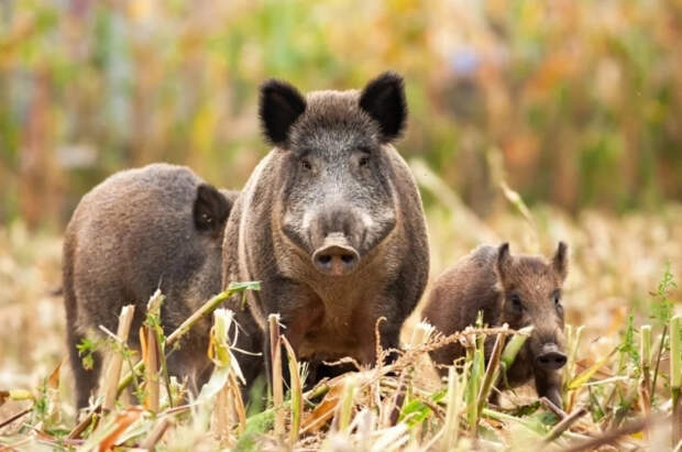 Bild: в ФРГ подстрелили около 3 тысяч «радиоактивных» кабанов в 2025 году