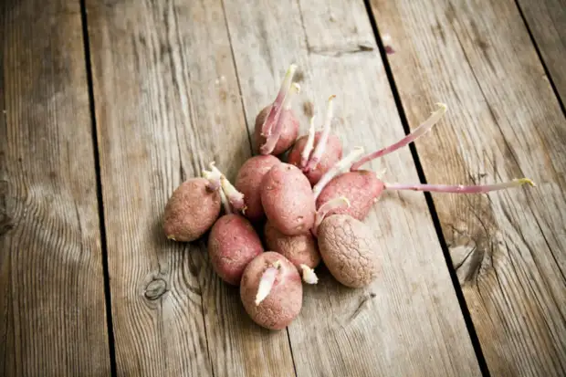 Перестаньте выбрасывать ростки от картофеля. Полезности для огорода