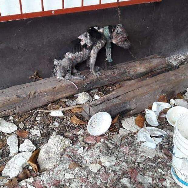 спасение собаки собака на цепи