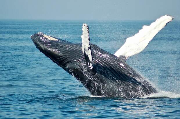 Горбатый кит был спасен из рыболовных сетей в Баренцевом море