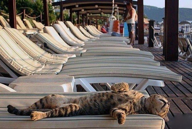 Фотография: Даже они на отдыхе, а ты нет: фотографии котиков, которые вызовут зависть №3 - BigPicture.ru