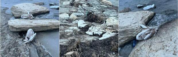 Десятки мертвых лебедей и уток обнаружили в Мангистау