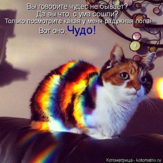 Лучшие котоматрицы недели (50 фото)
