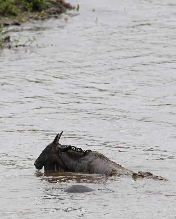 Добрый бегемот спас антилопу гну от смерти в пасти крокодила (10 фото)
