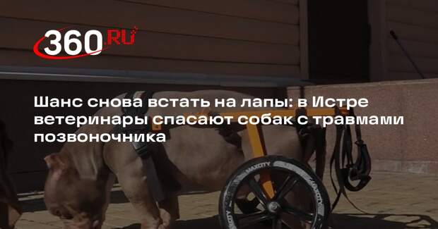 Реабилитационный центр помог собакам-спинальникам в Истре