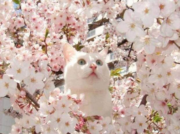 https://www.catfaeries.com/blog/wp-content/uploads/2013/07/cherry-blossom-cat-750.jpg