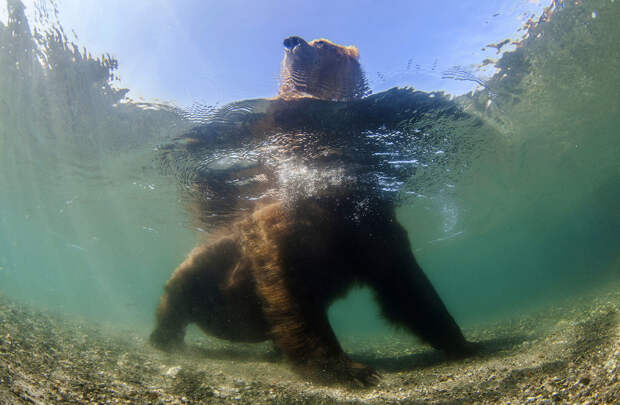 Медведь в реке ловит лосося, Камчатка