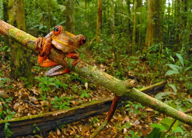 Красивая древесная лягушка (Hypsiboas geographicus)