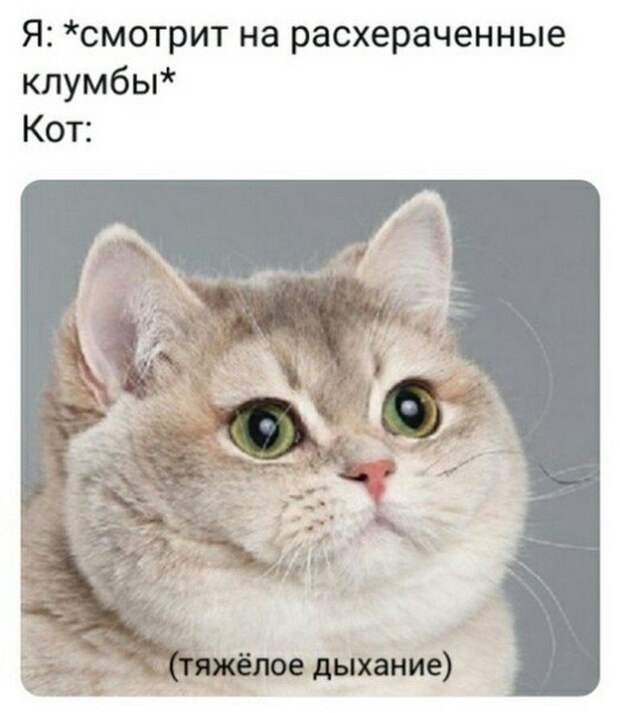 Мемы для пенсионеров